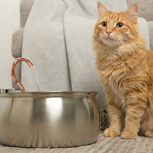 The KittySpout™ - Health & Happiness Cat Kit